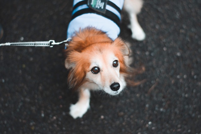 How to teach a puppy to walk on a leash How to teach a puppy to walk on a leash