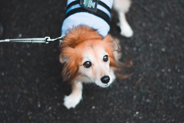 How to teach a puppy to walk on a leash