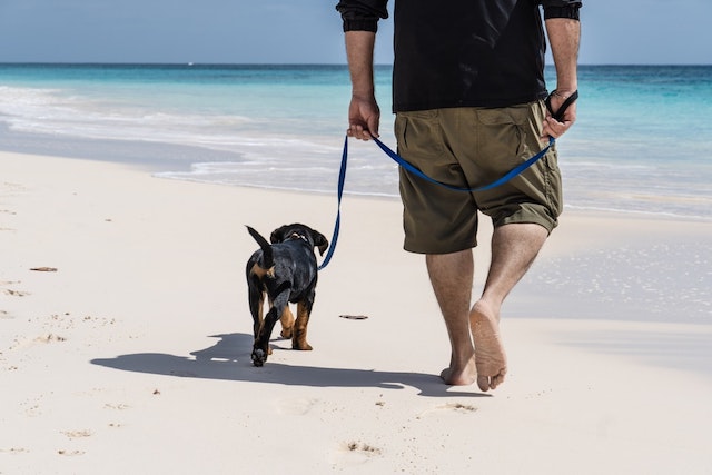 How to teach a puppy to walk on a leash