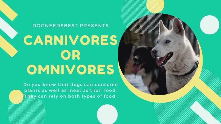 Are Dogs Carnivores or Omnivores Featured Image