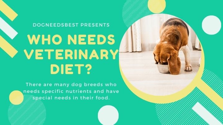 Does Your Dog Need A Veterinary Diet Featured Image