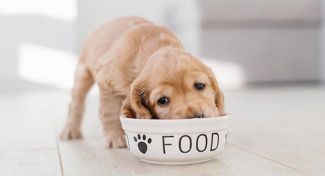 switch puppy to adult dog food