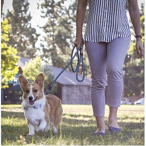 Friends Forever Dog Slip Rope Leash