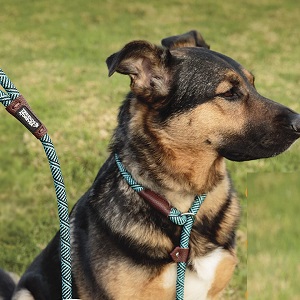 Friends Forever Rope Dog Leash