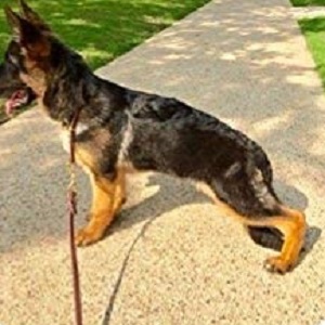  Highland Farms Select Leather Dog Training Leash