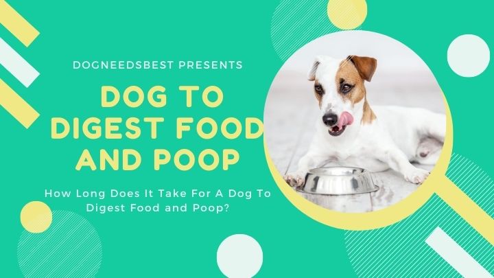 How Long Does It Take For A Dog To Digest Food and Poop Featured Image