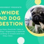 How Long Does Rawhide Take to Digest in Dog Featured Image