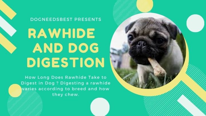 How Long Does Rawhide Take to Digest in Dog Featured Image