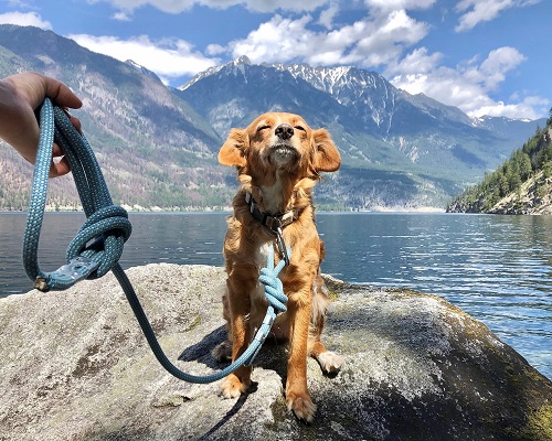 Dog Leash Out Of Climbing Rope