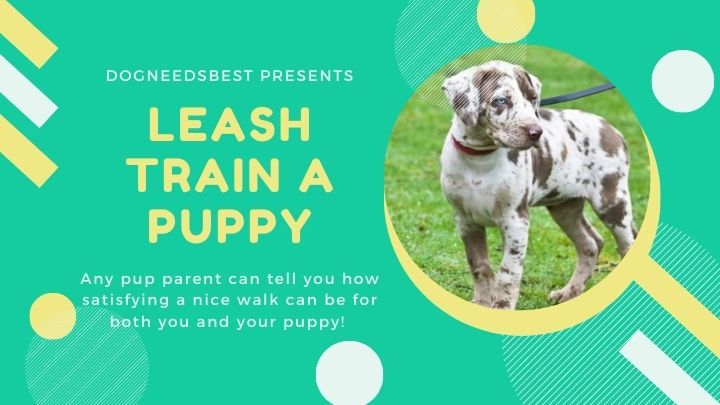 How to Teach a Puppy to Walk on a Leash Featured Image