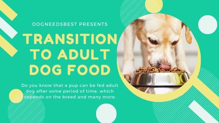 Is Your Puppy Ready for Adult Dog Food Featured Image