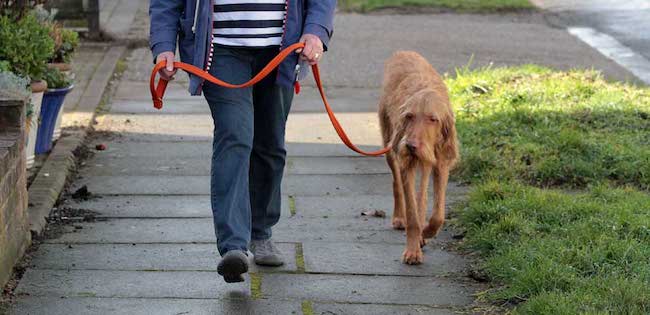 Leash training an older dog