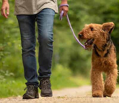 Leash trained older dog