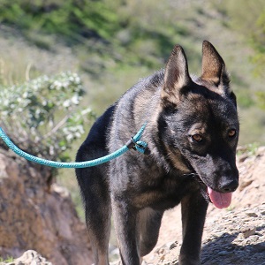 Max and Neo Rope Leash