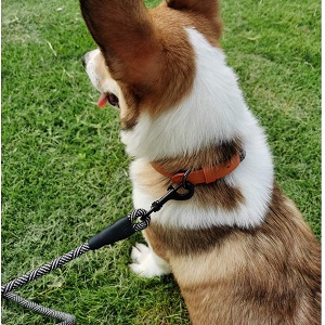 MayPaw Heavy Duty Rope Dog Leash