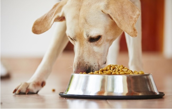 Nutrients in dogs diet