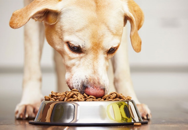 Rendered Ingredients in Dog Food