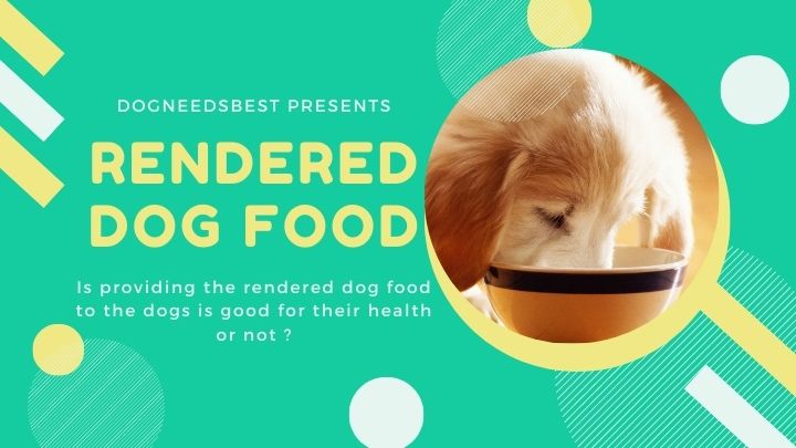 The Shocking Truth About Rendered Ingredients In Dog Food Featured Image