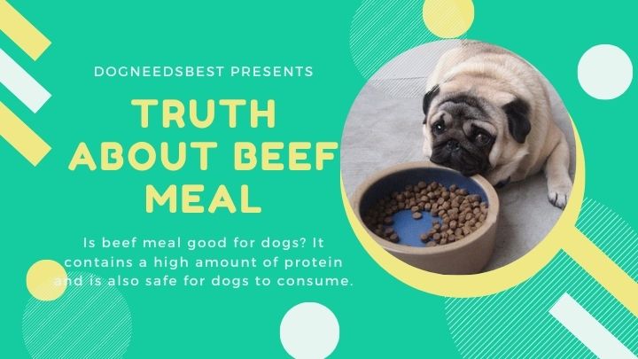 The Truth About Beef Meal in Dog Food Featured Image