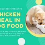 The Truth About Chicken Meal in Dog Food Featured Image
