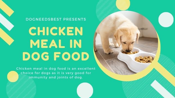 The Truth About Chicken Meal in Dog Food Featured Image