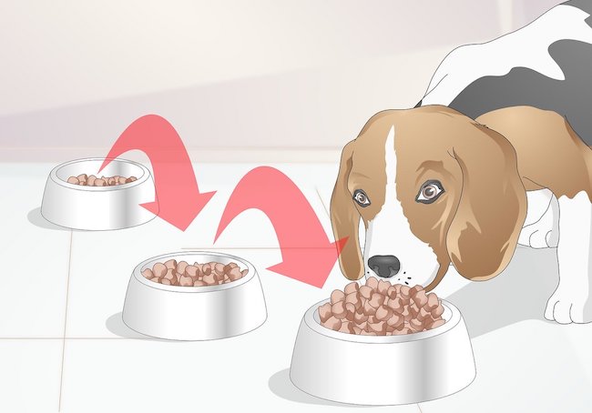 Transition Puppy to Adult Dog Food