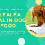 What is Alfalfa Meal In Dog Food Featured Image