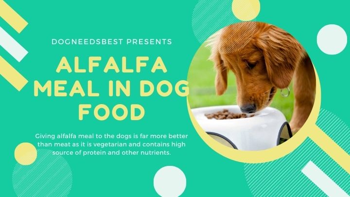What is Alfalfa Meal In Dog Food Featured Image