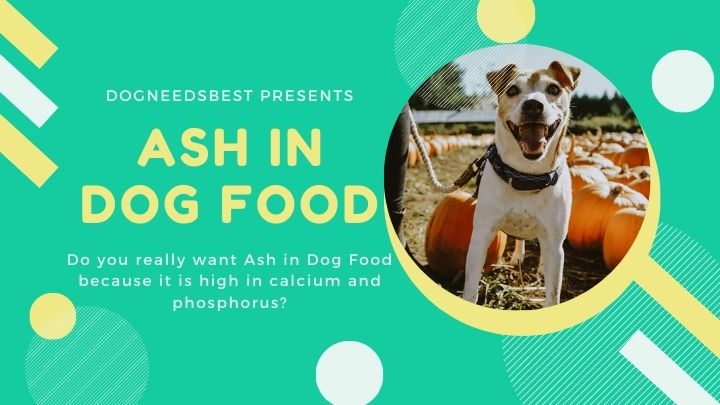 What is Ash in Dog Food & Its Importance Featured Image