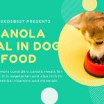 What is Canola Meal in Dog Food Featured Image