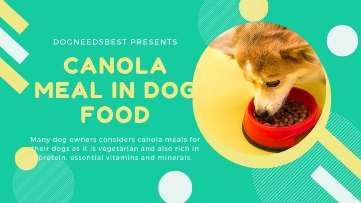 The Truth About Canola Meal in Dog Food - DogNeedsBest