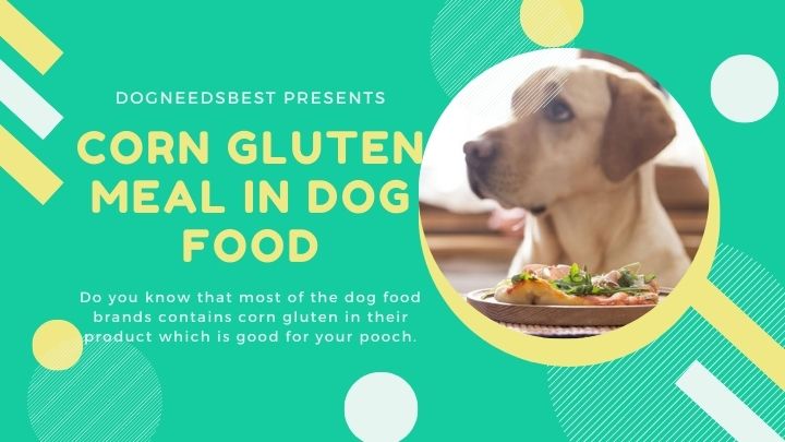 What is Corn Gluten Meal In Dog Food Featured Image