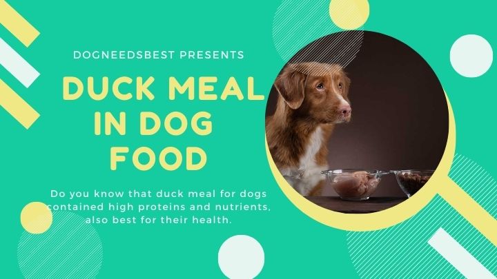 What is Duck Meal in Dog Food Featured Image