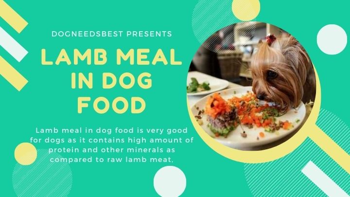 What is Lamb Meal In Dog Food Featured Image