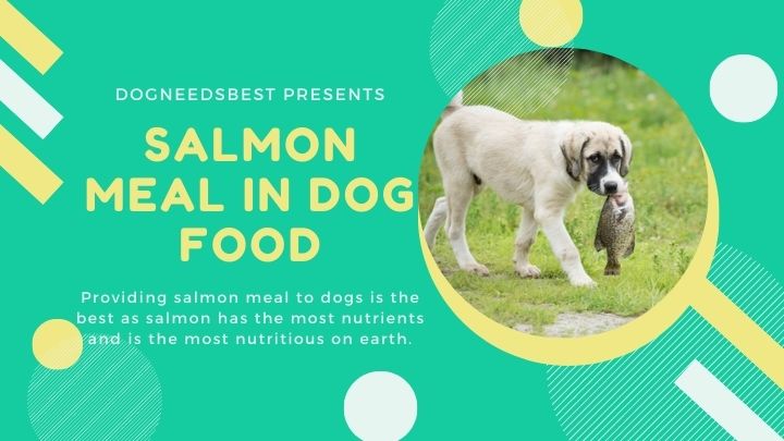 What is Salmon Meal in Dog Food Featured Image