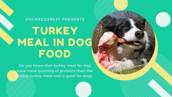 What is Turkey Meal in Dog Food Featured Image