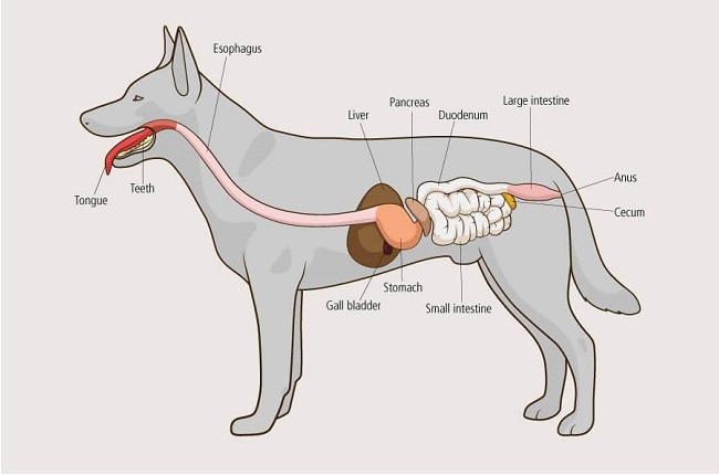canine digestive system dog digestive system