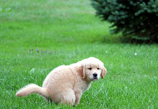 how long does it take for a dog to digest food