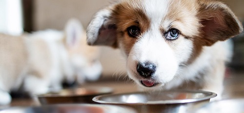 Lamb meal in dog food