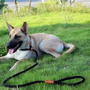 lynxking Slip Rope Dog Leash