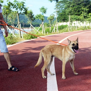 lynxking Slip Rope Dog Leash