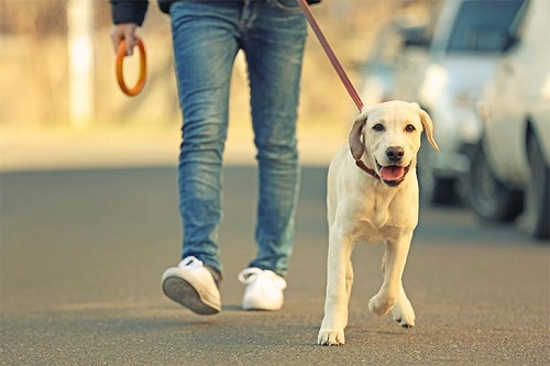 dog on the loose approaches while walking dog What do you do if an off-leash dog approaches you while you are walking a dog