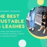 Best Adjustable Dog Leashes To Buy Featured Image