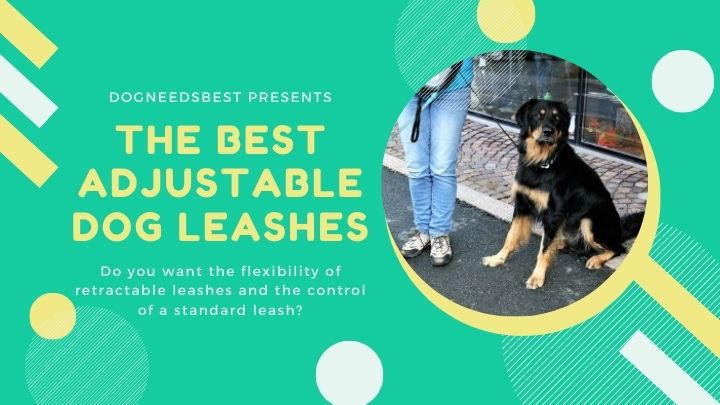 Best Adjustable Dog Leashes To Buy Featured Image