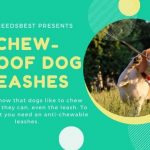 Best Chew-Proof Dog Leashes That Can’t Be Chewed Featured Image
