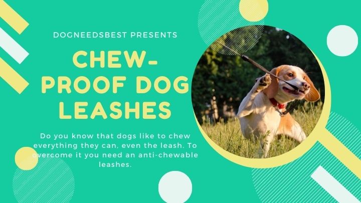 Best Chew-Proof Dog Leashes That Can’t Be Chewed Featured Image