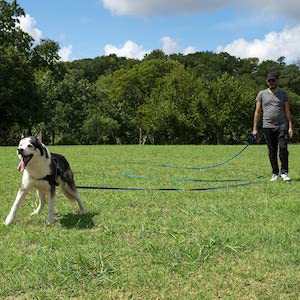 Best Dog Leash for Beach