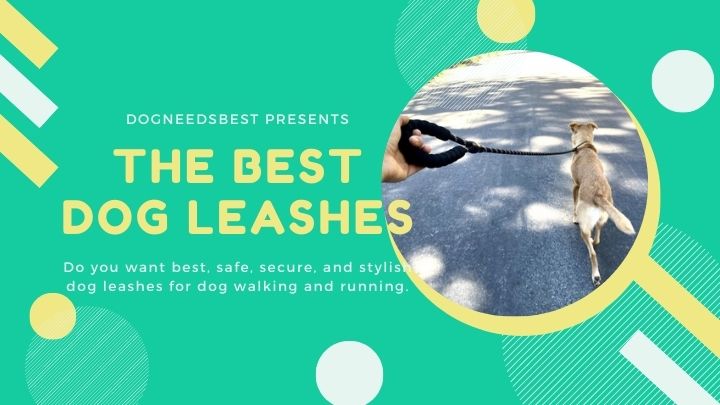 Best Dog Leashes For Your Furry Friend Featured Image