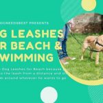 Best Dog Leashes for Beach & Swimming Featured Image