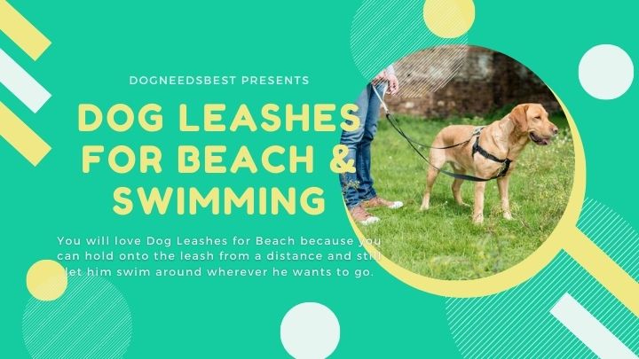 Best Dog Leashes for Beach & Swimming Featured Image